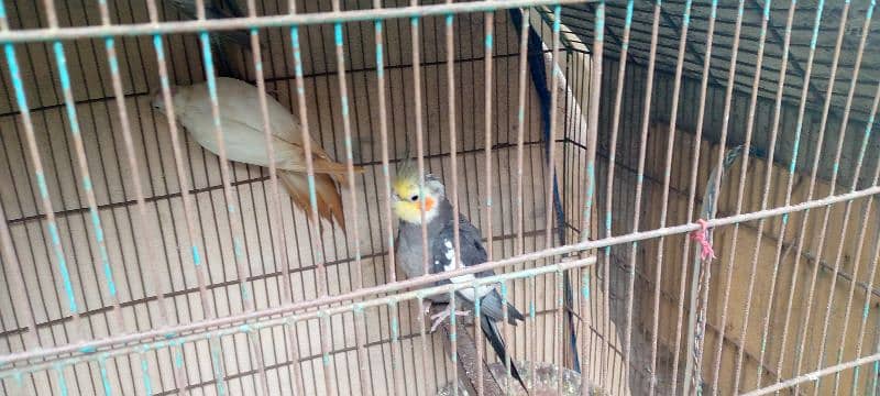 grey cocktail male and albino female breeder pair 9