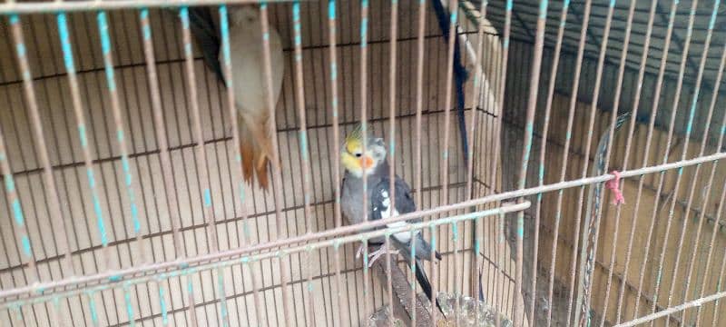 grey cocktail male and albino female breeder pair 10