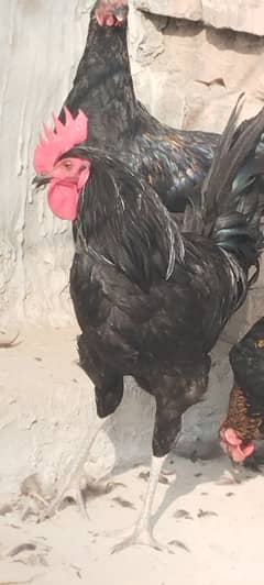 Australorp