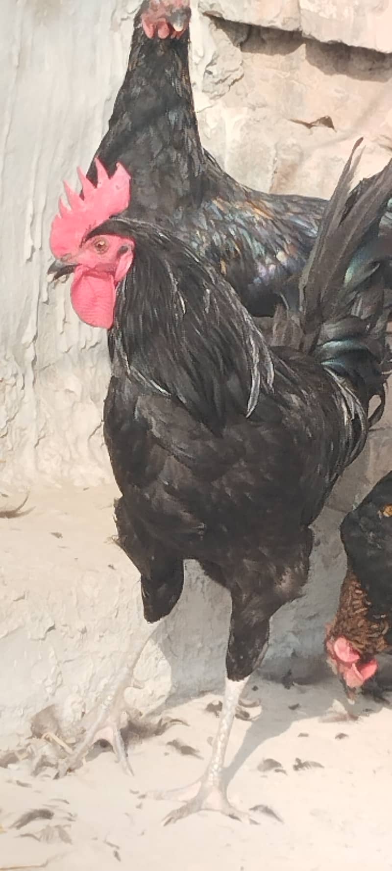 Australorp hens 0