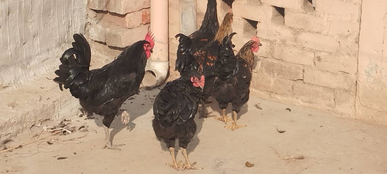 Australorp hens 1