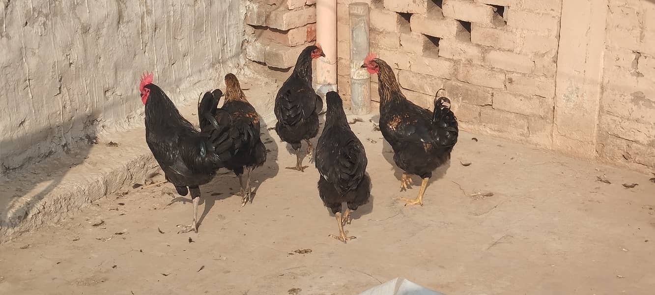 Australorp hens 2