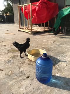 Ayam Cemani rooster / murgha