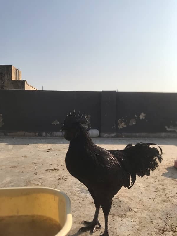 Ayam Cemani rooster / murgha 1