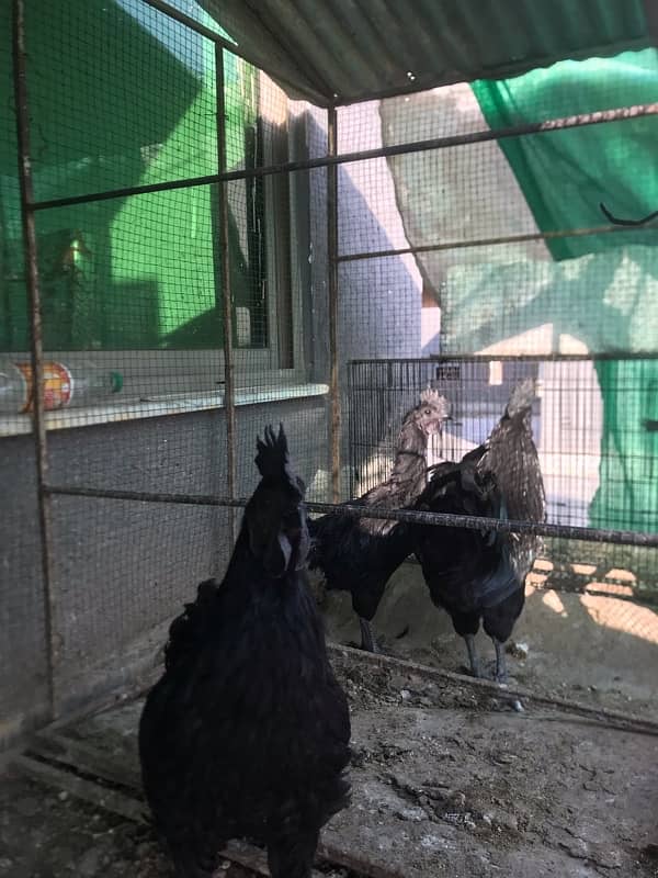 Ayam Cemani rooster / murgha 2