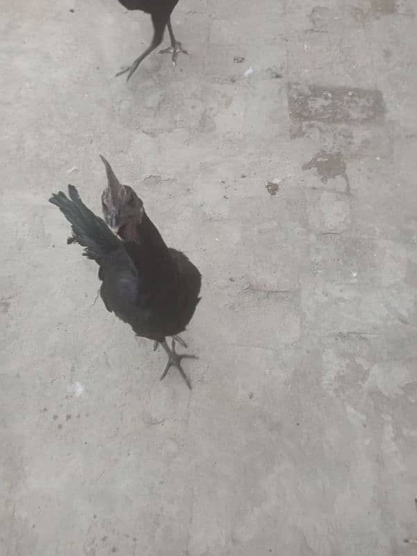 ayam cemani Gray tongue healthy and active 0