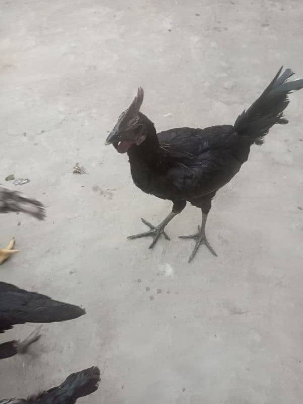 ayam cemani Gray tongue healthy and active 1