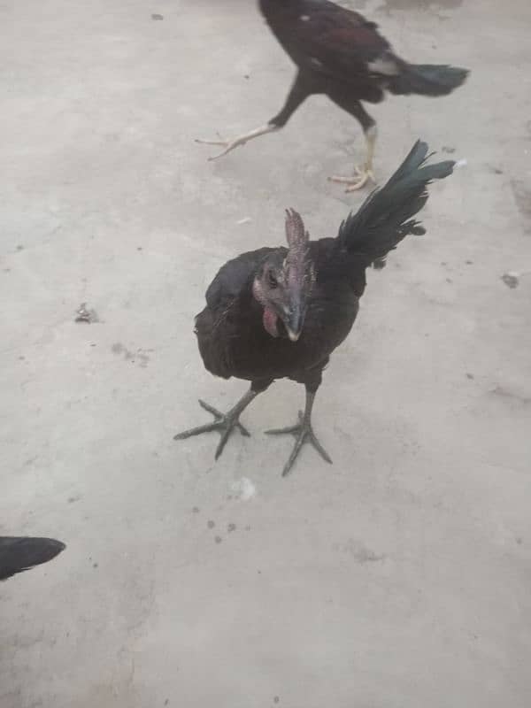 ayam cemani Gray tongue healthy and active 2