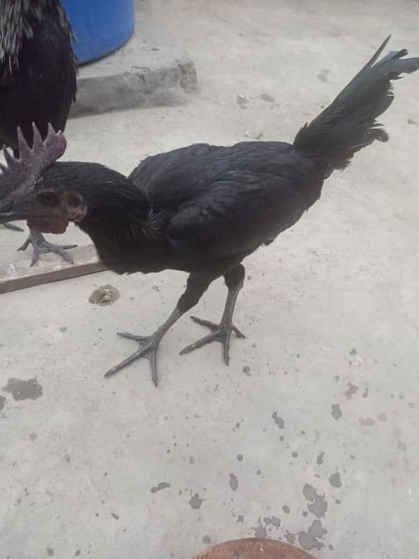 ayam cemani Gray tongue healthy and active 3