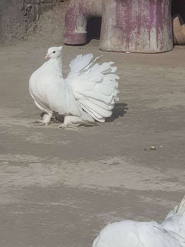 fan tail pigeon 1