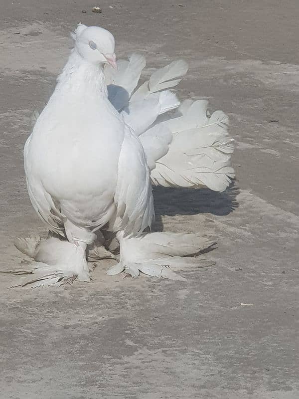 fan tail pigeon 2