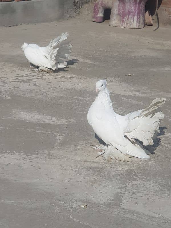 fan tail pigeon 3