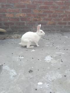 Rabbit