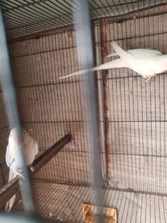 White and Lacewing ringneck breeder pair