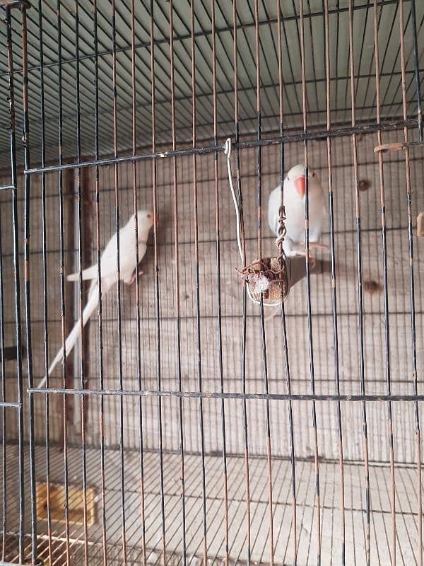 White and Lacewing ringneck breeder pair 1