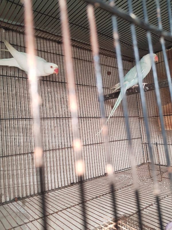 White and Lacewing ringneck breeder pair 3