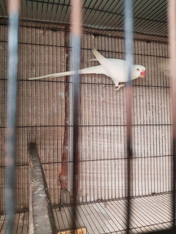 White and Lacewing ringneck breeder pair 4