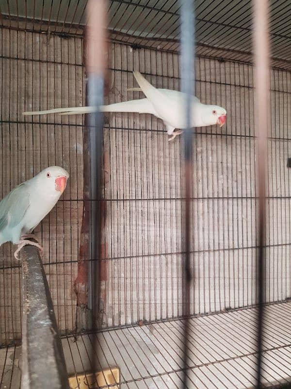 White and Lacewing ringneck breeder pair 5