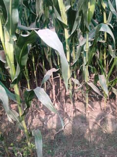 Corn silage/corn silage for sale/corn silage in Pakistan/corn silage