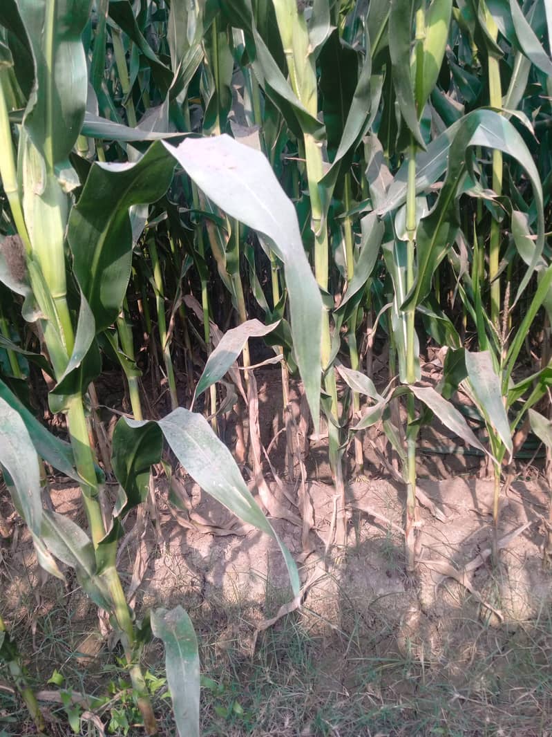 Corn silage/corn silage for sale/corn silage in Pakistan/corn silage 0