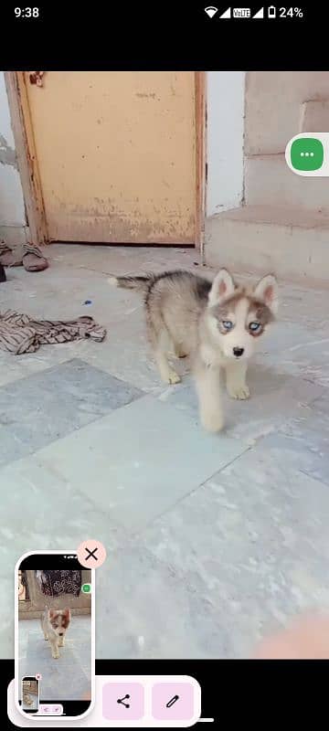 Syberian Husky breed male female puppies for sale 0