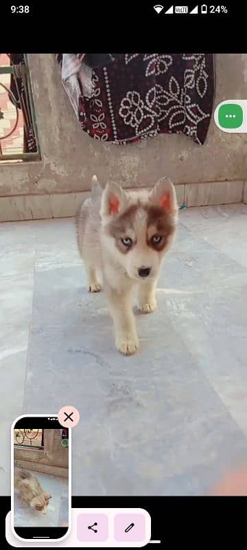 Syberian Husky breed male female puppies for sale 2