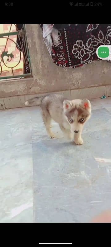 Syberian Husky breed male female puppies for sale 3