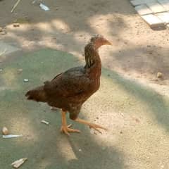 one aseel female and hens for sale 03018813003