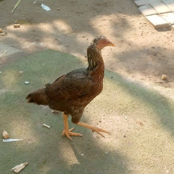 one aseel female and hens for sale 03018813003 0