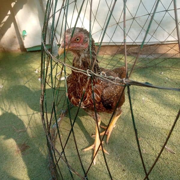 one aseel female and hens for sale 03018813003 1