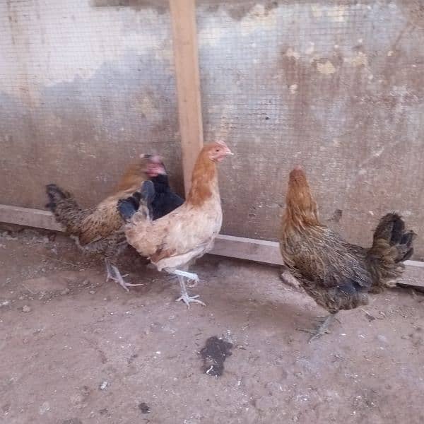 one aseel female and hens for sale 03018813003 2