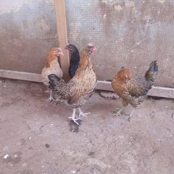 one aseel female and hens for sale 03018813003 3