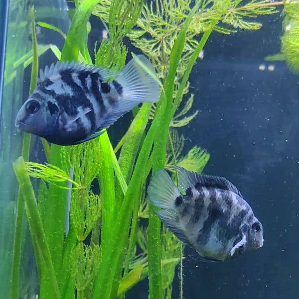 polor parrot fish 3 Pcs 1