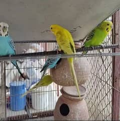 3_ budgie pairs Adults