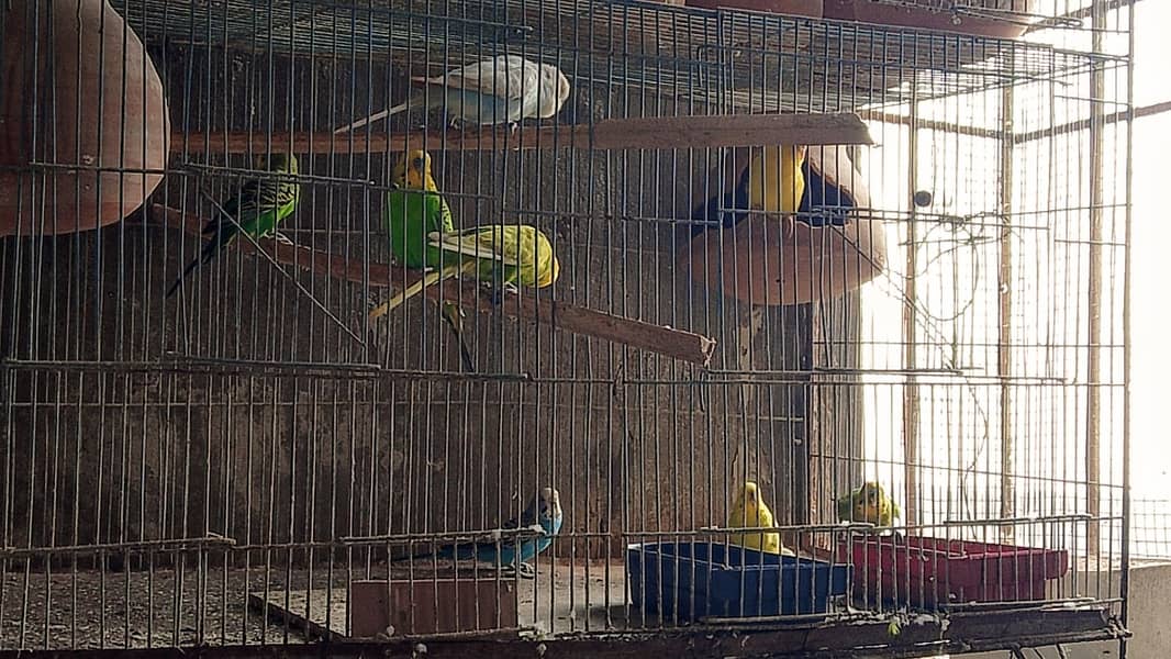 3_ budgie pairs Adults 1