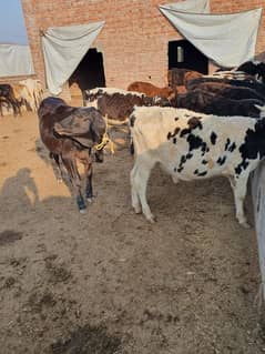 Sahiwal | Freesien | Choltistani | Fateh jangi cross | BULLS | Wacha