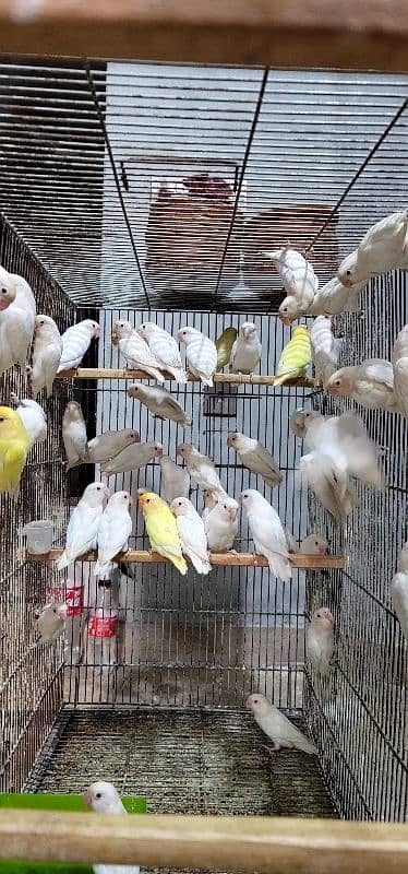 lovebirds available Albino / Cremino / split palefellows 0