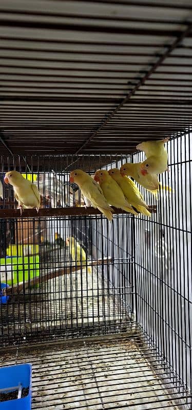 lovebirds available Albino / Cremino / split palefellows 3