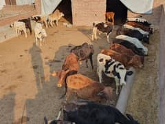 BACHRA /BULLS / MALE COW/ WACHAS