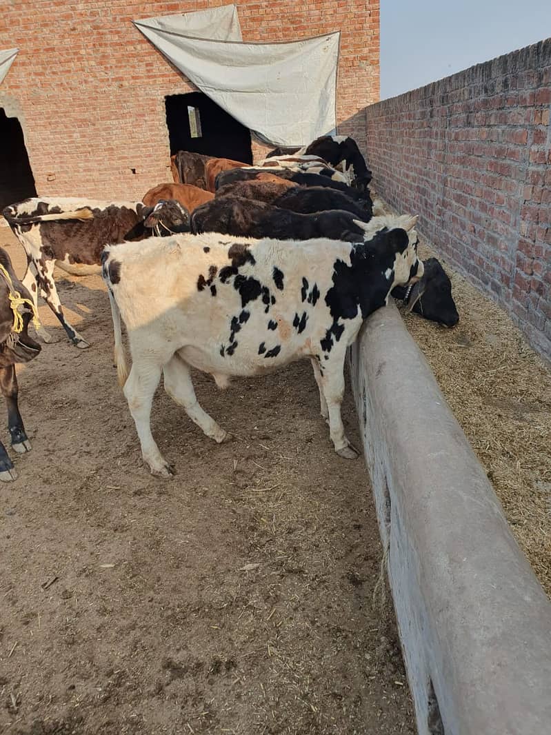 BACHRA /BULLS / MALE COW/ WACHAS 16