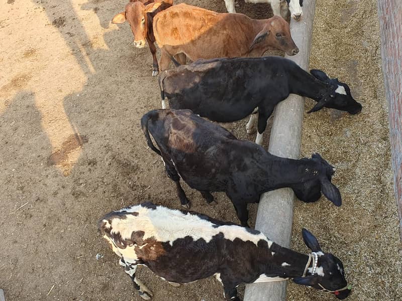 BACHRA /BULLS / MALE COW/ WACHAS 18