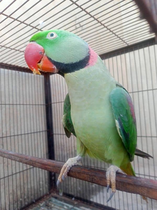 Kashmiri Raw parrot breeder Male 0