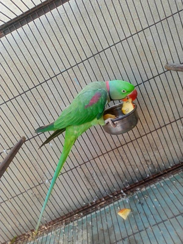 Kashmiri Raw parrot breeder Male 1