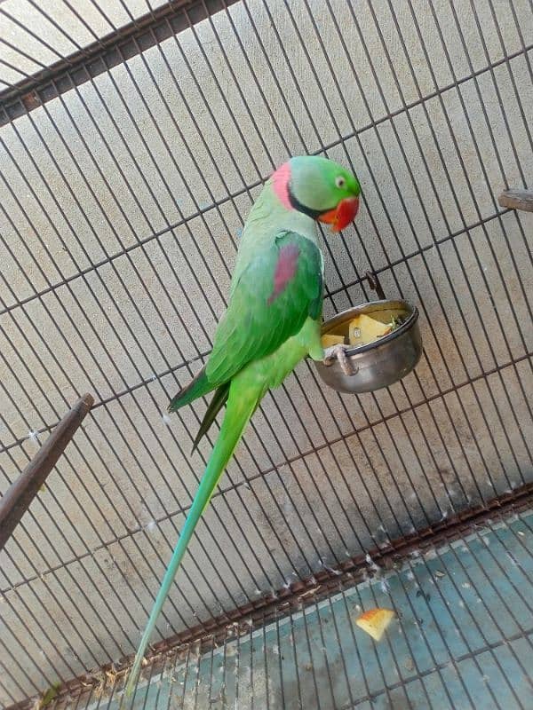 Kashmiri Raw parrot breeder Male 2