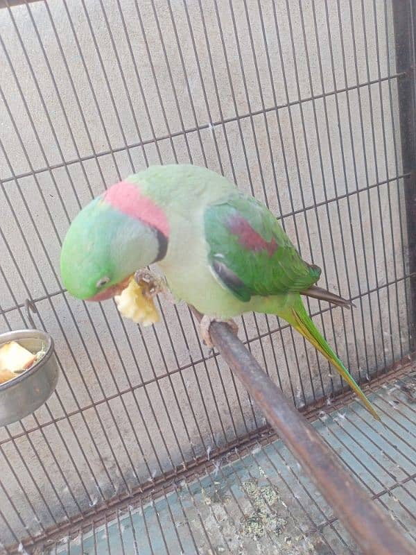 Kashmiri Raw parrot breeder Male 3