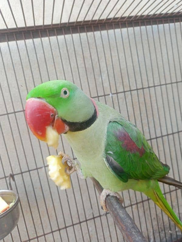 Kashmiri Raw parrot breeder Male 5