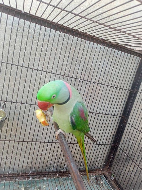 Kashmiri Raw parrot breeder Male 6