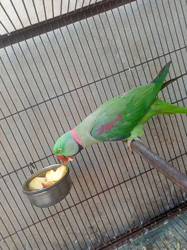 Kashmiri Raw parrot breeder Male 7