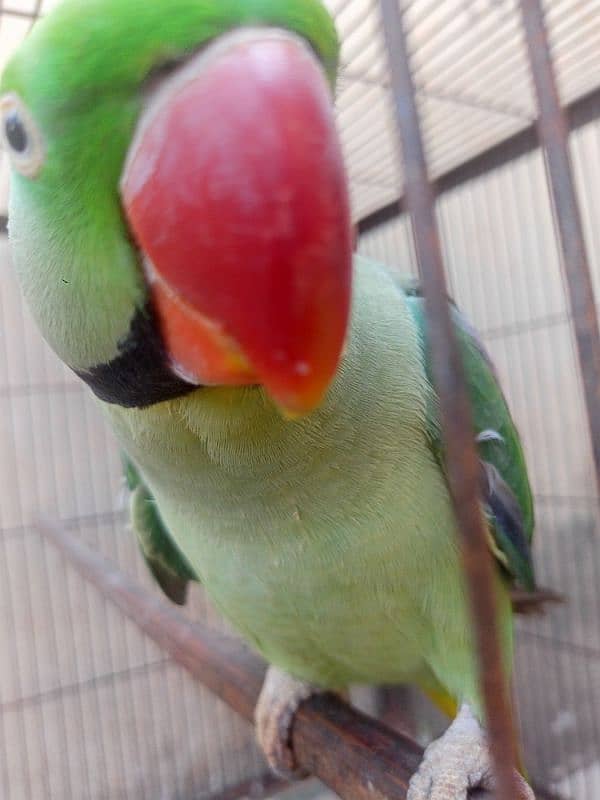 Kashmiri Raw parrot breeder Male 8