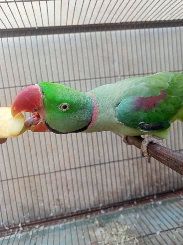 Kashmiri Raw parrot breeder Male 9